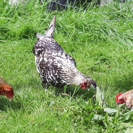 Gite A La Ferme Questembert Εξωτερικό φωτογραφία