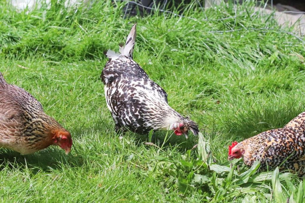 Gite A La Ferme Questembert Εξωτερικό φωτογραφία